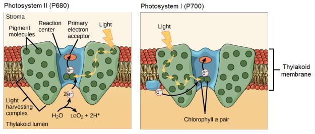 Steps of photosynthesis 1.