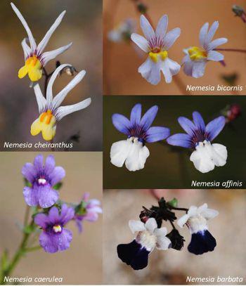 Page 6 of 8 Nemesia arenifera is an annual and naturally occurs in areas that have relatively low minimum and high m temperatures.