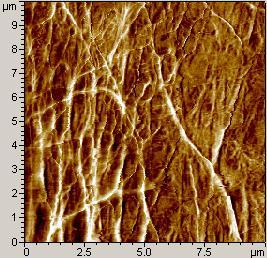 blood vessel in buffer Topography Amplitude Phase (Image courtesy of