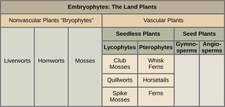 OpenStax-CNX module: m48081 10 4 The Major Divisions of Land Plants Land plants are classied into two major groups according to the absence or presence of vascular tissue, as detailed in Figure 8.