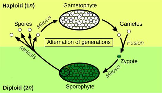 OpenStax-CNX module: m48081 4 2.1 Alternation of Generations Alternation of generations describes a life cycle in which an organism has both haploid and diploid multicellular stages (Figure 2).