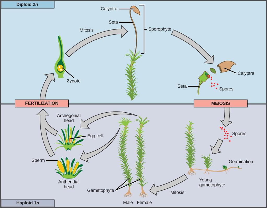 OpenStax-CNX module: m48081 6 Figure 4: This life cycle of a moss shows alternation of generations with a dominant gametophyte stage. (credit: modication of work by Mariana Ruiz Villareal) 2.