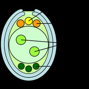 Once the ovum is fertilized, the ovule has technically become a seed.