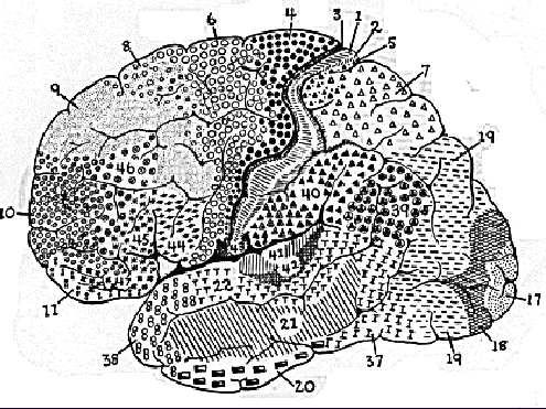 Cytoarchitectural Map of the Cerebral Cortex Topographic Maps in the Cortex Visual Field Cortex Map-like organization: Brodmann s cytoarchitectural map of the cerebral cortex.