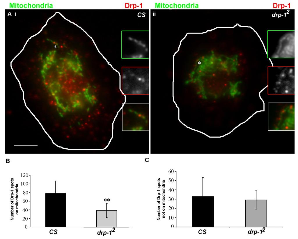 Sup. Fig 6 Mitochondrial localization of Drp 1 is reduced in drp 1 2 hemocytes A i ii) Drp 1 localization on mitochondria (anti Biotin; green) in wild type (i) and drp 1 2 (ii) hemocytes detected