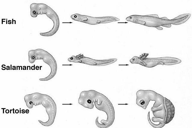 Many organisms with dissimilar adults have similar embryonic starting points and similar developmental sequences.