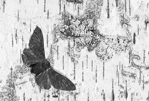 In an unpolluted forest, Kettlewell recaptured of light moths and of dark moths.