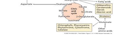 state of a cell The rate of respiration is