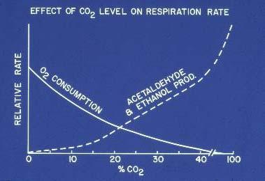 to onset of the climacteric rise (including autocatalytic ethylene production) Concentration of added ethylene has little effect on respiration rate before or during the climacteric Kays & Paull,