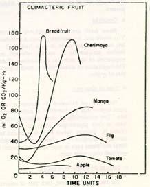 Climacteric Commodities Have increased respiration & ethylene production during ripening CO 2