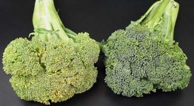 24 o C 4 o C Affect of temperature on the quality of broccoli after just 48 h of storage at either room temperature (24 o C; 75 o F) or in the refrigerator (4 o C; 40 o F) Temperature Coefficient (Q
