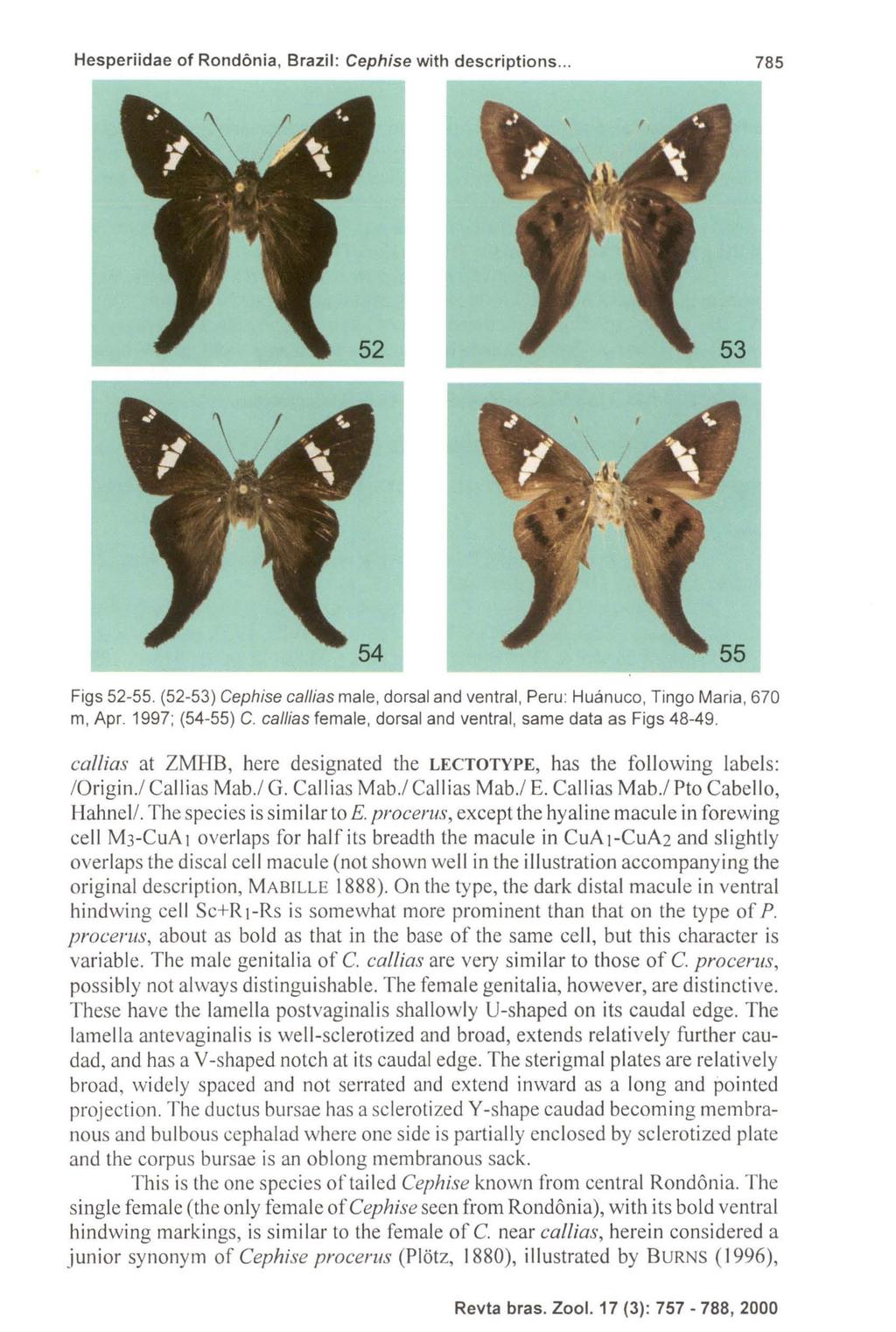 Hesperiidae of Rondonia, Brazil: Cephise with descriptions... 785 Figs 52-55. (52-53) Cephise ca/lias male, dorsal and ventral, Peru: Huanuco, Tingo Maria, 670 m, Apr. 1997; (54-55) C.