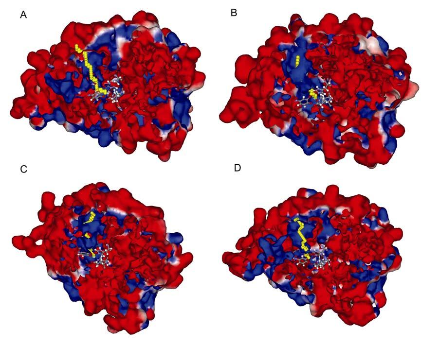 Fig. S5 Electrostatic potentials of subunit A, B, C and D, with electron clouds in red for negative and blue for positive. Active site residues are shown in CPK representation.