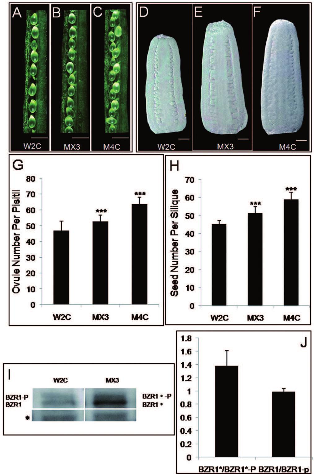 Huang et al. BR Influences Arabidopsis Ovule and Seed Number 461 Figure 3. The Phenotype Analysis and Dephosphorylation Detection of BZR1 in Dominant Transgenic Plants.