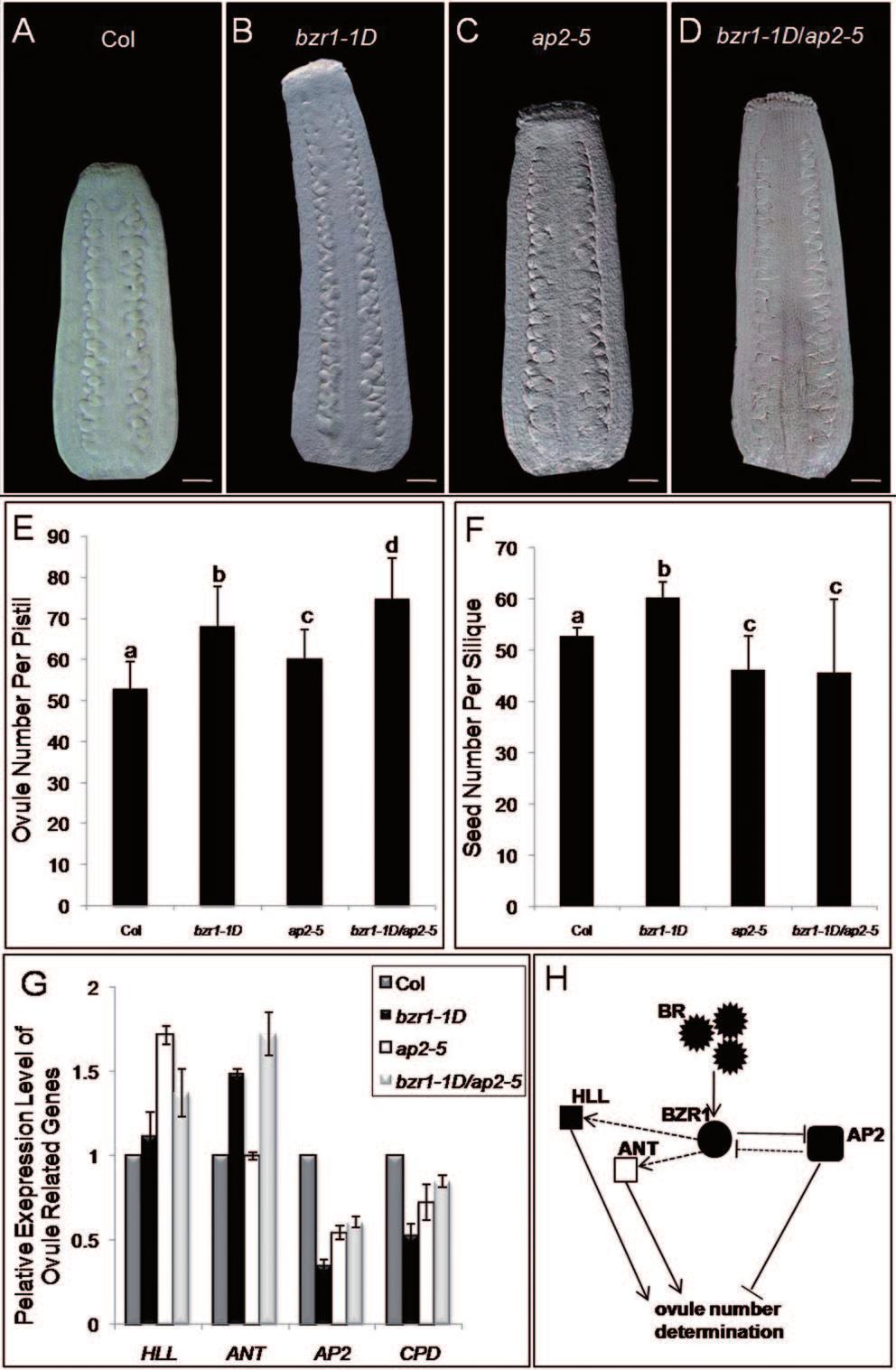 Huang et al. BR Influences Arabidopsis Ovule and Seed Number 463 Figure 5. BZR1 and AP2 Antagonism Functions in Ovule Development.