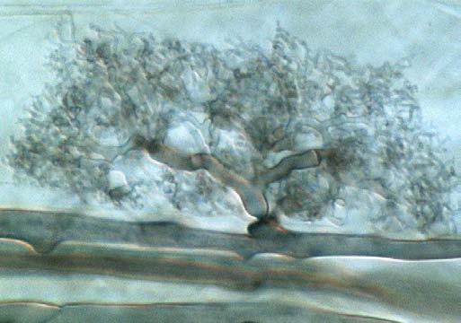 Arbuscular mycorrhizal (AM) fungi Ph. Glomeromycota, c.