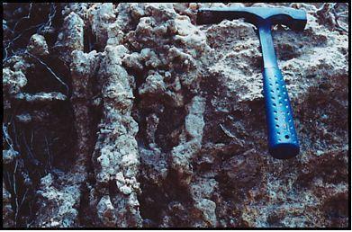 Fig. 7. Bioclastic limestone with prominent rhizocretions Zonation The coral zonation described by Goreau (1959) has striking similarities to the Pleistocene reef studied at East Prospect.