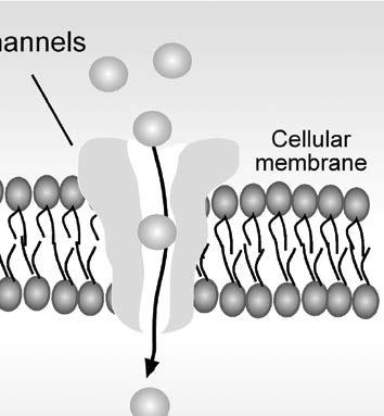 forms. Cellular energy is stored in chemical bonds (e.g., ATP) and in potential gradients across membranes.