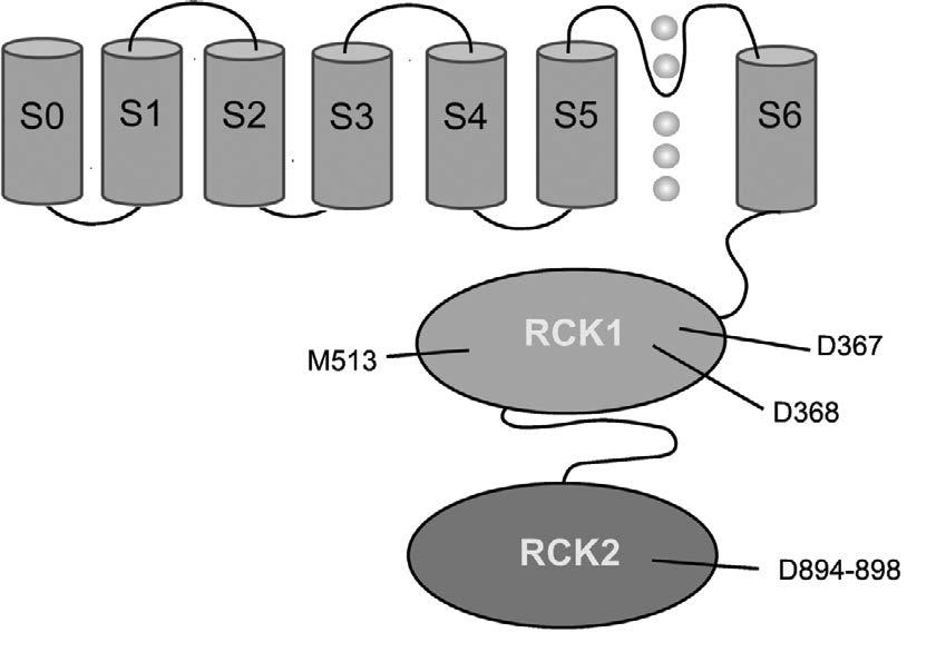 Using the Patch-Clamp technique to shed Roberta light on ion Gualdani Channels Structure, Function and Pharmacology tional channel (Shen 1994), while β-subunits play a modulatory role (Orio and