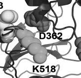 Moreover two positive charged residues, R514 and K518, are in proximity of D362/367, adjacent to M513.