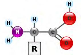 Matrix Poly(ethylene co glycidyl methacrylate) (PEGM) y=8% TNT receptor Trp His Trp Asn Phe Lys Pro Pro His Asp Leu Leu DNT receptor His Pro Asn Trp Ser
