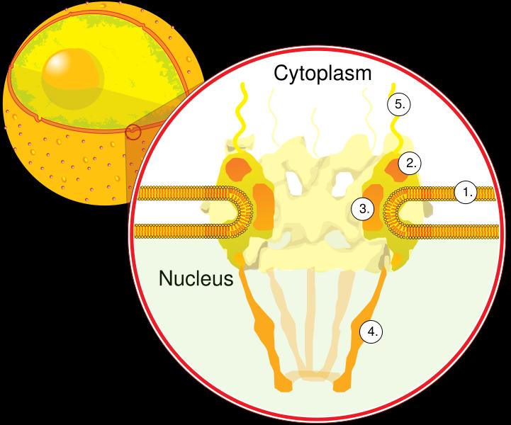 Nuclear pores, which provide aqueous channels through the envelope, are composed of multiple proteins, collectively referred to as nucleoporins The pores are 100 nm in total diameter; however, the