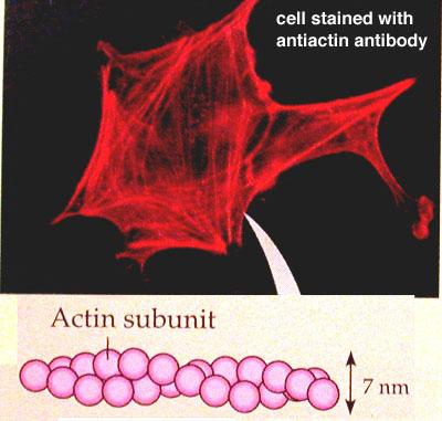 Actin: Around 7 nm in diameter, this filament is composed of two intertwined actin chains