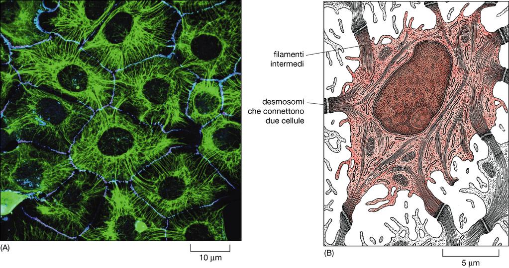 Intermediate filaments: These filaments, 8 to 12 nanometers in diameter, are more stable (strongly bound) than actin filaments, and heterogeneous constituents of the cytoskeleton Like actin