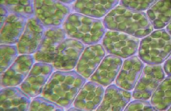 Chloroplasts are organelles found in plant cells and eukaryotic algae that conduct photosynthesis.