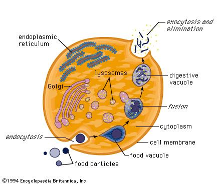Some important enzymes in lysosomes are: -Lipase, which dige