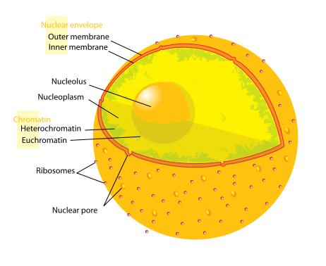 The nuclear envelope consists of two cellular membranes, an inner and an outer membrane, separated by 10 to 50 nm The nuclear envelope completely encloses the nucleus and separates the cell's genetic
