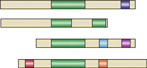 Regulation of eukaroytic gene transcription 125 A SWI/SNF ATPase Bromodomain INO80/SWR1 ISWI SANT SLIDE CHD Chromodomain DNA binding B SWR1 Histone variant exchange TSS Mediator NuA4 TF p300 tivating