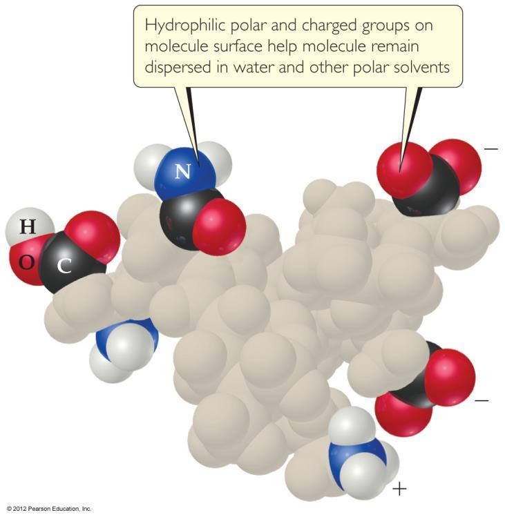 Colloids in Biological Systems Some molecules have a polar,