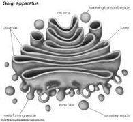 Golgi Apparatus Cells: The Living Units Chapter 3, PPT 2 Membrane Yes, stacked