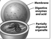 Membrane Yes Description Spherical bags containing digestive enzymes Lysosomes