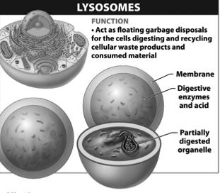 worn out and nonfunctional organelles and tissues Perform metabolic functions