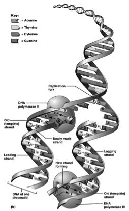 for body growth and tissue repair Two parts Mitosis nuclear division Cytokinesis division of the cytoplasm DNA Replication DNA helix