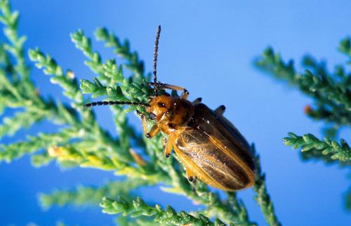 Risks to non-targets Indirect effects Leaf feeding beetle