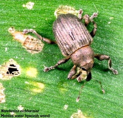 Worst infestations found in the Highveld: high-altitude, extreme winter temperatures Water hyacinth http://www.bonniesplants.