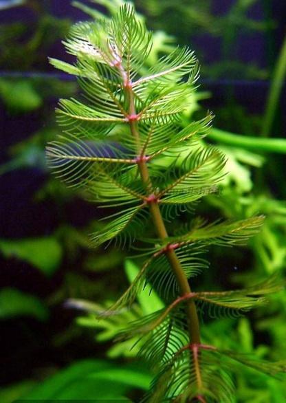 Eurasian watermilfoil (Myriophyllum spicatum) Haloragaceae Native