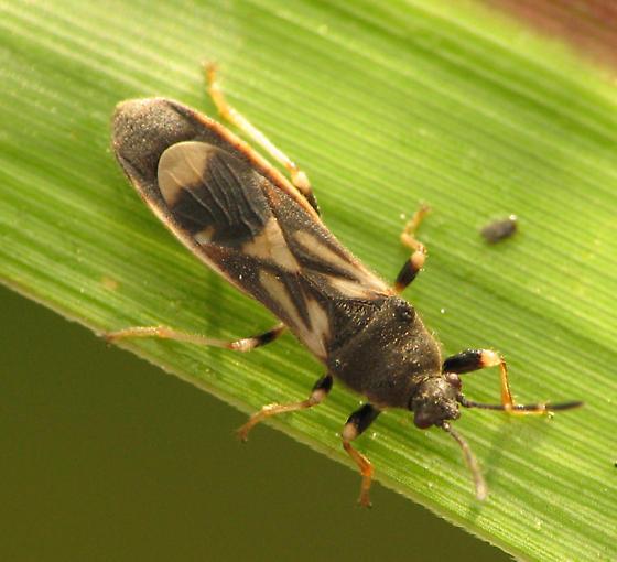 Myakka bug