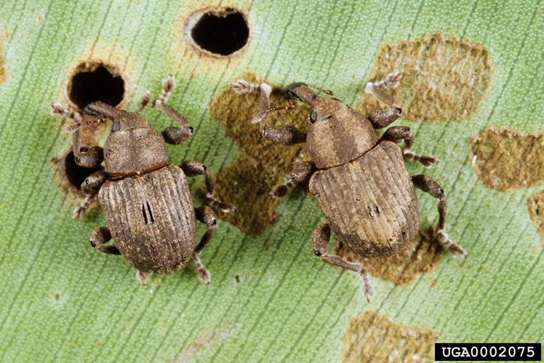 ) Coleoptera: Curculionidae
