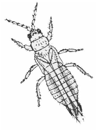 Chapter 8 Insects 117 Figure 1. Thysanoptera Figure 2. Homoptera Following is information on some of the more common and important insect orders: Orthoptera (crickets, grasshoppers, katydids, etc.