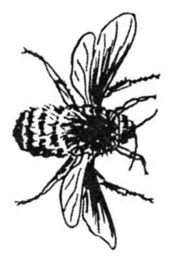 118 Insects Chapter 8 Figure 3. Diptera Figure 4. Hymenoptera Figure 5.