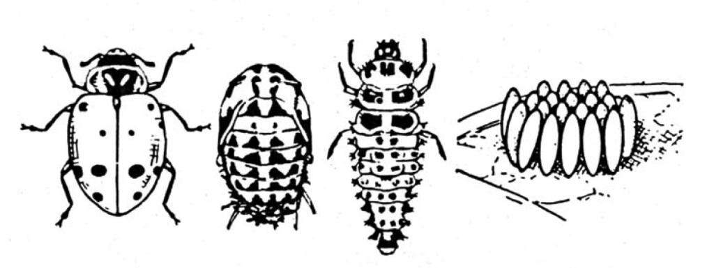 Chapter 8 Insects 119 Figure 6. Life cycle of the lady beetle. Families, Genera, Species Each order consists of several families.