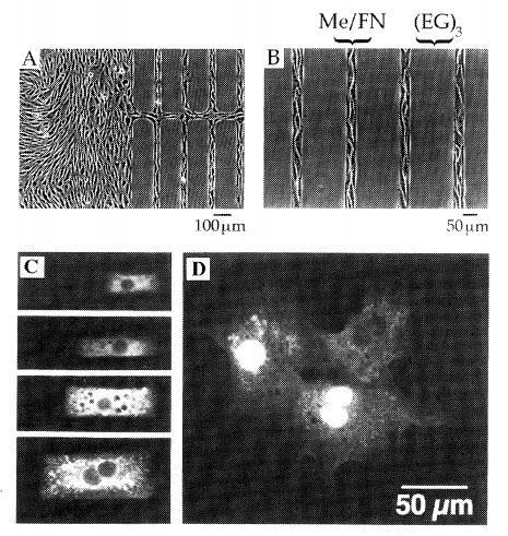 1392 N. Vigneswaran et al. / Procedia Engineering 97 ( 2014 ) 1387 1398 Fig. 6:Different Methods of Micro-contact and Nano-contact printing (a) Planar method (b) Roller method (c) Curved method.