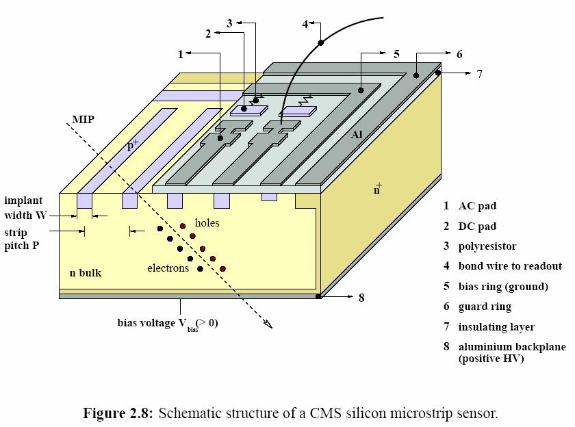 Strip Detectors Segmentation by implanting of strips with opposite doping. Voltage needs to be high enough to completely deplete the high resistivity silicon.