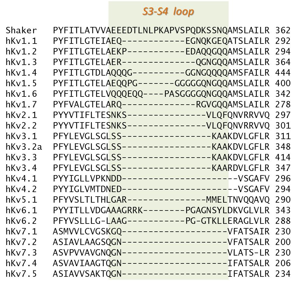 Figure 2. Sequence alignments of the putative S3-S4 loop in several families of voltage gated potassium channels.