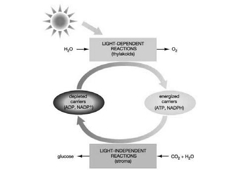 The mechanism of Solar energy and light The electromagnetic spectrum