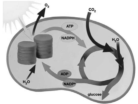 photosystem I reaction center Energy carriers ATP and NADPH transport energy from the lightdependent reactions to the lightindependent